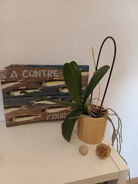 Image 2 de Marie VERHEYLESONNE
